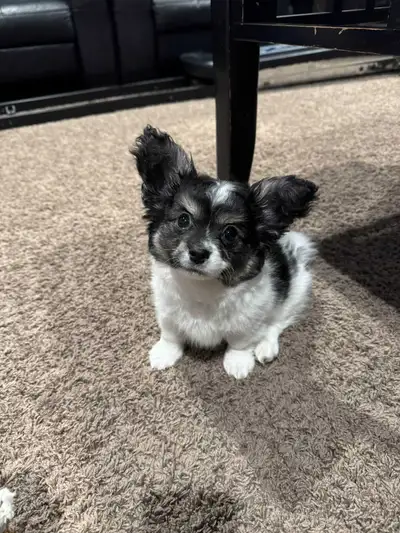 Black and White Maltese/Yorkie/Pomeranian Puppy, View more