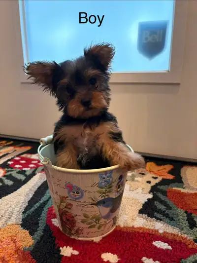 Yorkie puppies., View more