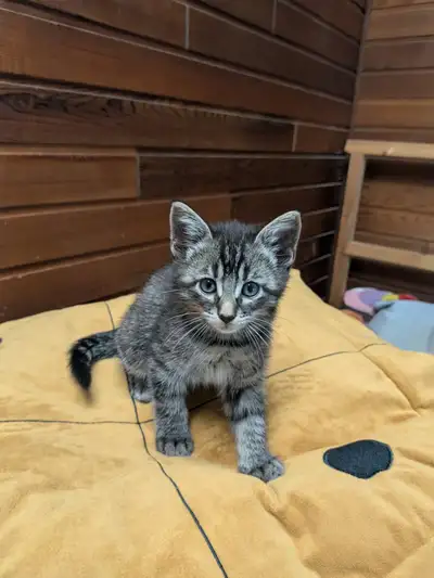 Domestic short hair kittens, View more