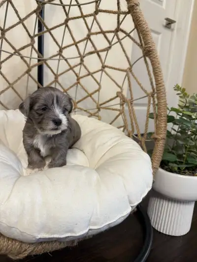 Morkie  Puppies, View more