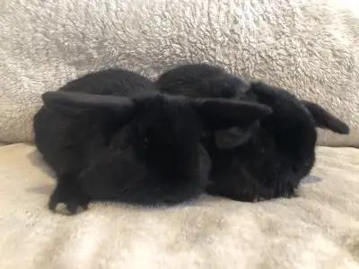 Purebred Holland Lop Does Born Oct 20th 2025 Used to being handled by little kids. They are carrying...