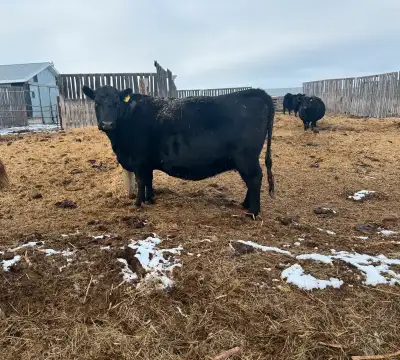 2 purebred angus cows. Both really good cows. Just ended up getting too late. Trying to tighten up c...