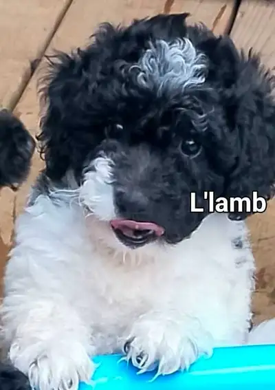 Miniature poodle doodles., View more
