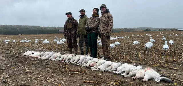 Guided hunting of migratory birds63280445030019124