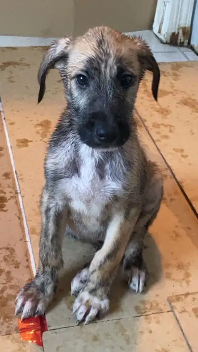 Great Dane cross Puppies, View more