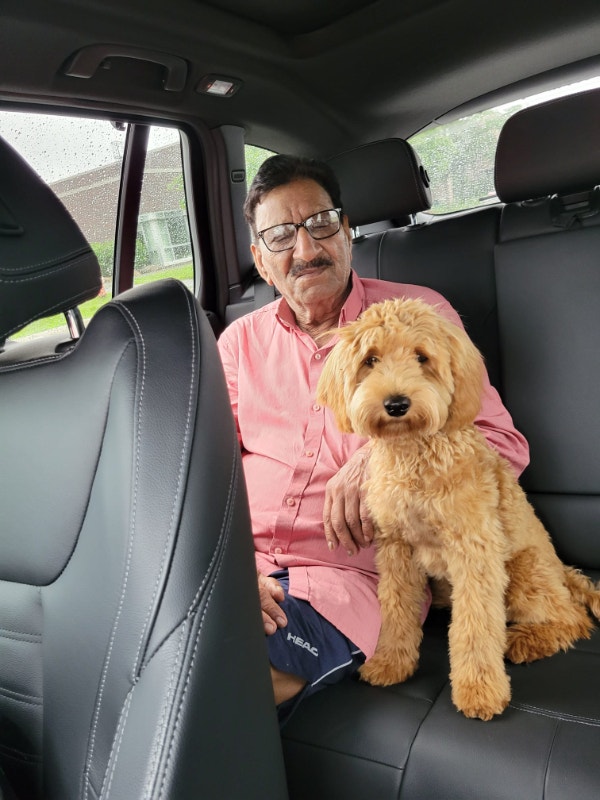 Goldendoodle mini for rehome Dogs & Puppies for Rehoming Ottawa