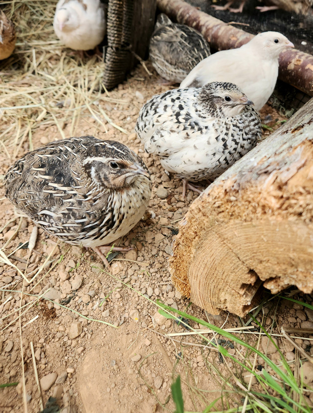 Quail Hatching eggs in Livestock in Bedford - Image 3