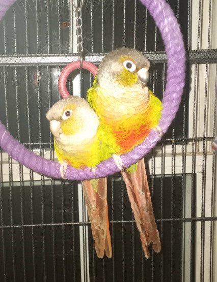 Conure pair in Birds for Rehoming in Moncton - Image 2