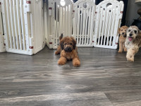 Multigen Mini Labradoodles  