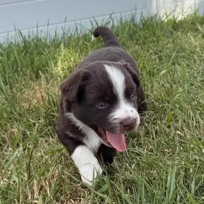 Reg'd Mini Aussie Puppy- Super gorgeous dark red boy!, View more
