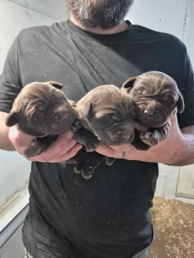labradors chocolats in Dogs & Puppies for Rehoming in Drummondville - Image 7