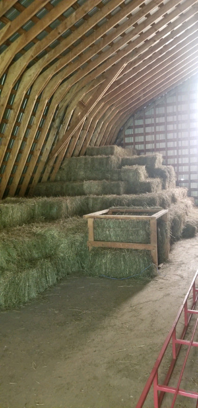 Quality hay for sale $6.50 in Equestrian & Livestock Accessories in Hamilton - Image 2