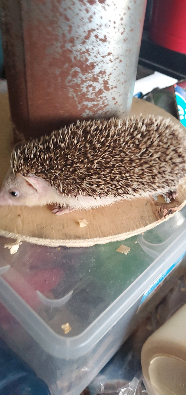 Hedgehog [black eyed pied] male in Small Animals for Rehoming in City of Toronto - Image 4