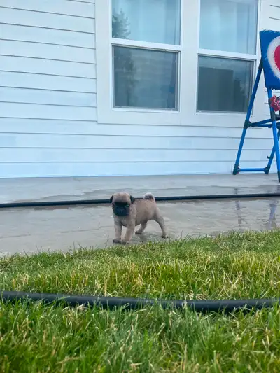 PUG Puppies!, View more