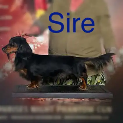 Miniature Long Haired Dachshund Puppies in Dogs & Puppies for Rehoming in St. Albert - Image 4