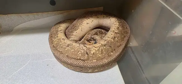 Ball Python Snakes | Reptiles & Amphibians for Rehoming | Edmonton ...