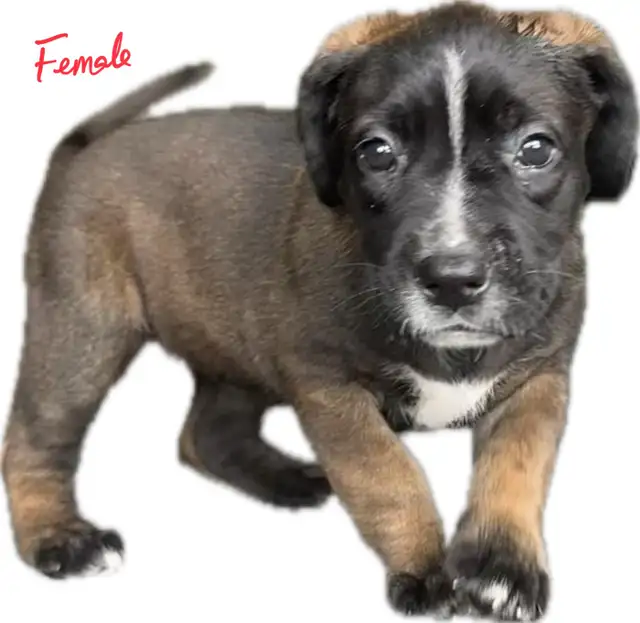 Belgian Mal x Puppies for sale in Dogs & Puppies for Rehoming in St. Catharines - Image 3