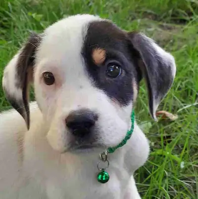 Puppies For Sale, View more