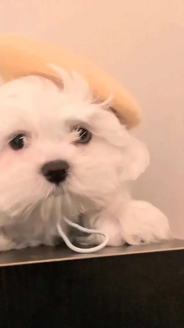 purebred Maltese Unique two color pupils in Dogs & Puppies for Rehoming in Kitchener / Waterloo - Image 2