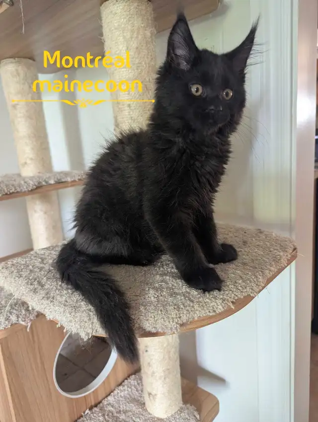 Maine Coon pure race in Cats & Kittens for Rehoming in City of Montréal - Image 4