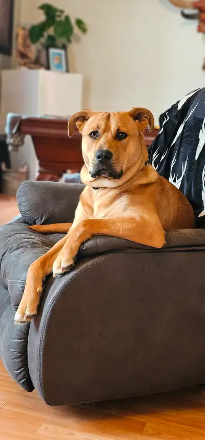 Meet whiskey, 1 years old. Shepard mix. Unfortunately i am sick, i can no longer care for him due to...
