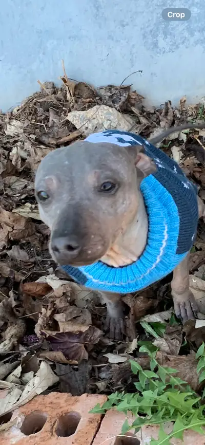 Meet WARM CUDDLY American Hairless PUPPIES, View more
