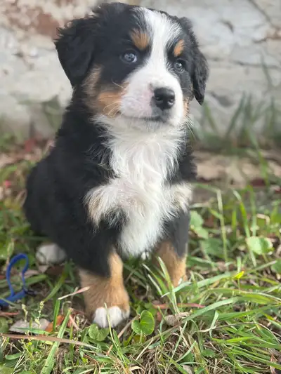 Ready To Go ! Adorable Bernese Mountain Puppies!, View more