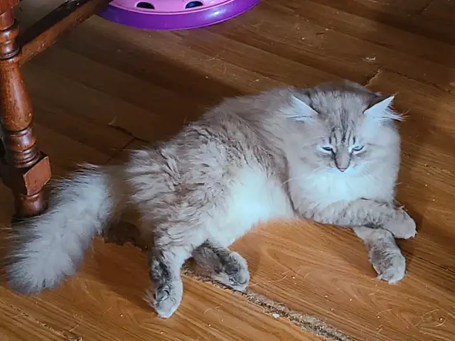 ADORABLE NEVA MASQUERADE SIBERIAN KITTENS