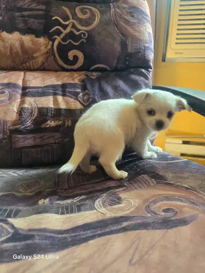 chihuahua x chitsu, View more
