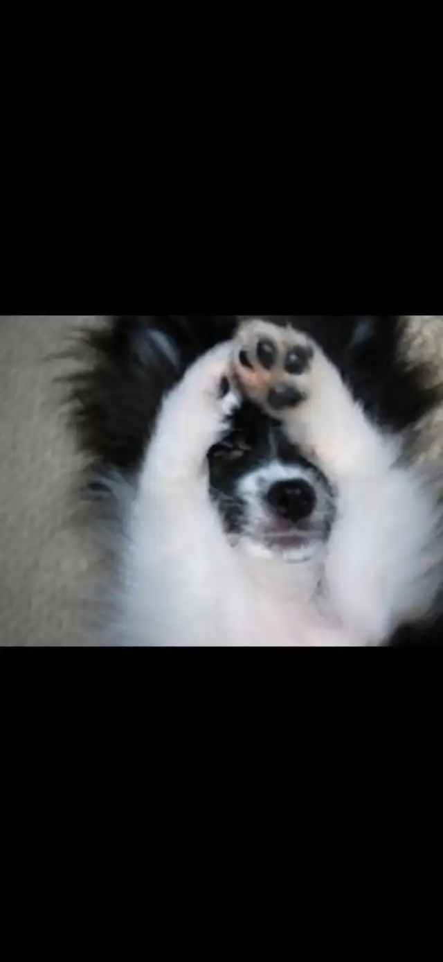 ⭐️⭐️ROYAL POMERANIAN PUPPIES ⭐️⭐️ in Dogs & Puppies for Rehoming in Mississauga / Peel Region - Image 7
