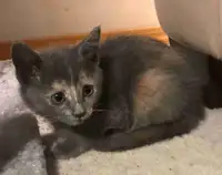Sweet and playful kittens