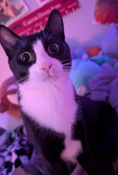 cat for free, View more