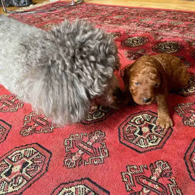 Rare red miniature poodle puppies, View more
