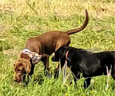 lab pups, View more
