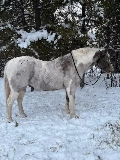 Meet Maverick 15 Yr Old Gelding, View more