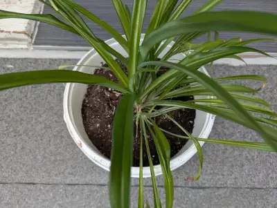 Includes: -Pot -Plant Rated #1 by NASA as one of the best ways to purify the air in your home.