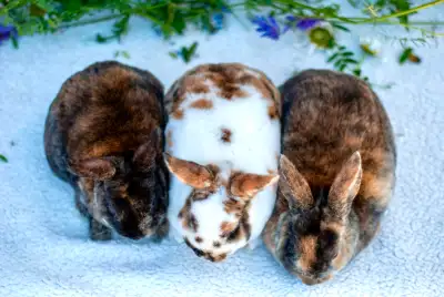 Mini Rex Bunny Rabbits, View more