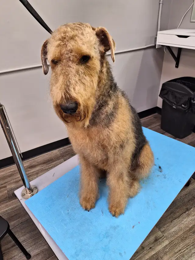 Professional Dog Grooming...Special treatment at SPRINGFIELD K.584651887996446728