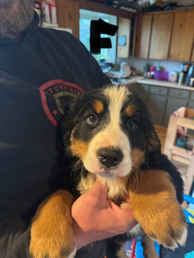 Bernese mountain dog puppies for sale!  in Dogs & Puppies for Rehoming in Winnipeg - Image 4