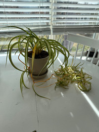 Spider Plant - Indoor Plant