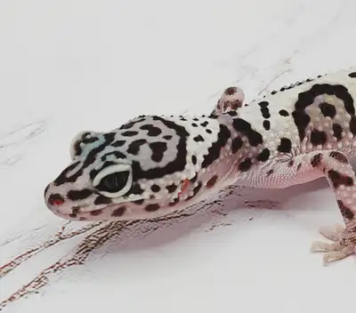 Nous avons un beau gecko léopard de phase mack snow en adoption qui est né le 19 septembre 2024. C'e...