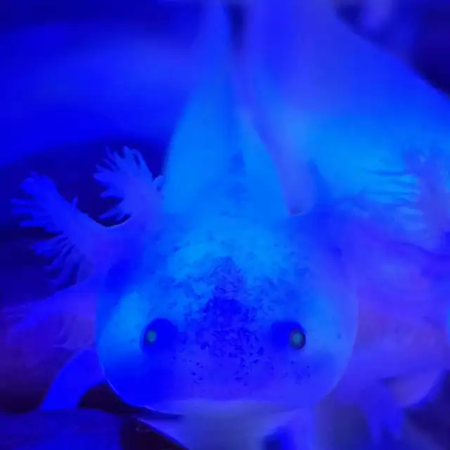 Axolotls for SALE! in Reptiles & Amphibians for Rehoming in Mississauga / Peel Region - Image 5