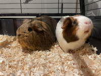 Super sweet and adorable female Guinea Pigs with deluxe cage! 
