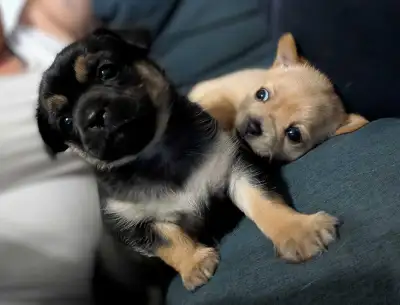 Morkie Mix ready to go, View more