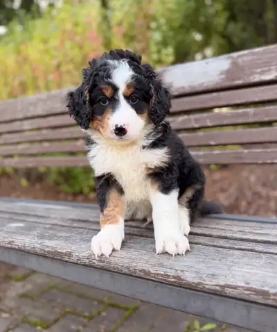 Mini Bernedoodle puppies, View more