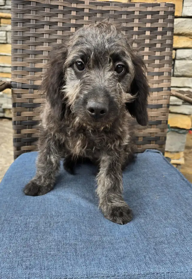Small Labradoodle /poodle x retreiver puppies in Dogs & Puppies for Rehoming in Vancouver - Image 3