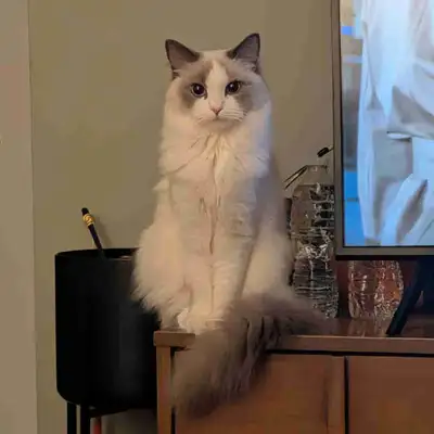 Recherche saillie mâle ragdoll ou siamois, View more