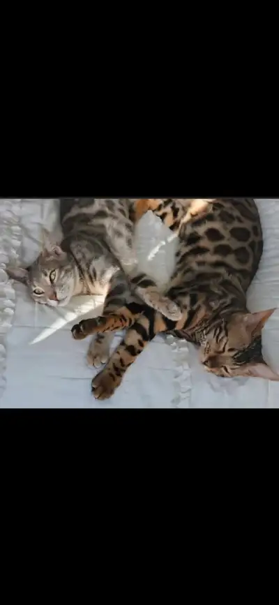 bengals for new home male and female, View more