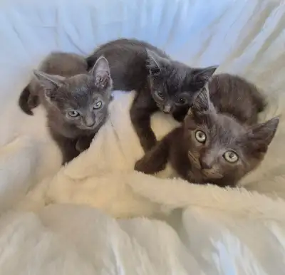 Chaton bleu russe, View more