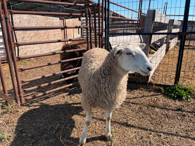Ewe lambs for sale in Livestock in Red Deer - Image 2